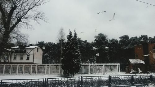 View of birds flying over houses