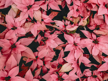 Full frame shot of pink flowering plant