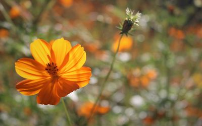 Close-up of orange cosmos flower