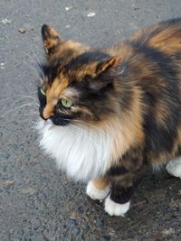 High angle portrait of cat on street