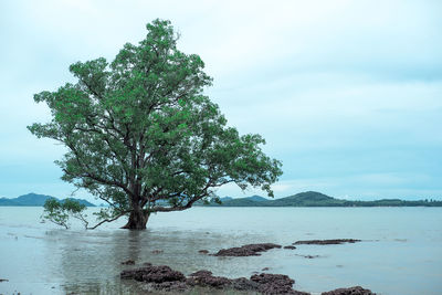 Tree by sea against sky