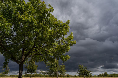 Low angle view of tree against sky