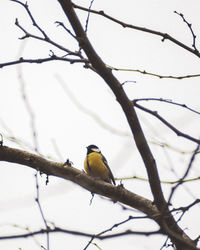 Bird perching on a tree