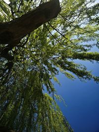 Low angle view of trees in forest against sky