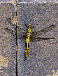 High angle view of dragonfly on wood