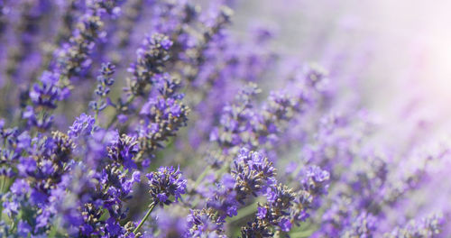 Lavender bushes closeup on sunset. sunset gleam over purple flowers of lavender.