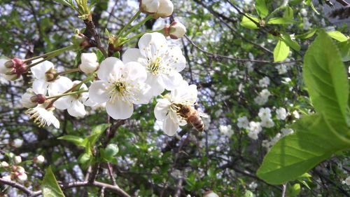 Close-up of white flowers blooming on tree