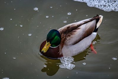 Close-up of duck swimming in lake