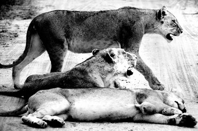 High angle view of two dogs on land