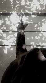 Cat in the background