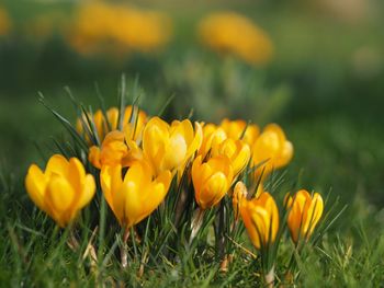 Close-up of yellow flowers