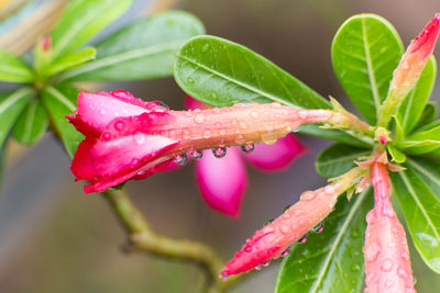 Close-up of wet pink rose plant