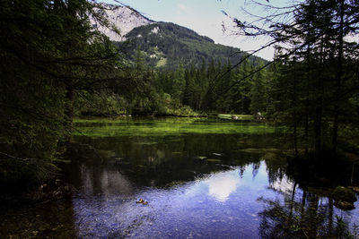 Scenic view of lake in forest against sky