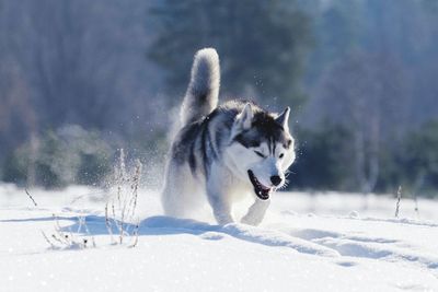 Dog on field during winter