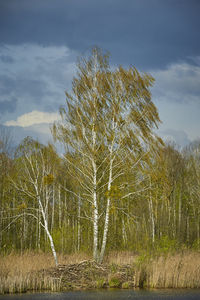 Bare tree on field against sky