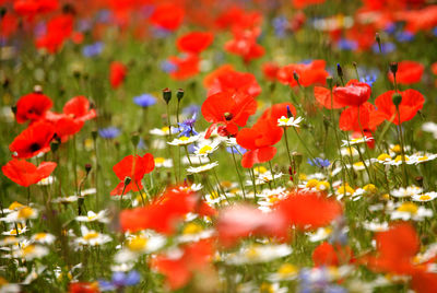 Close-up of red poppy flowers on field