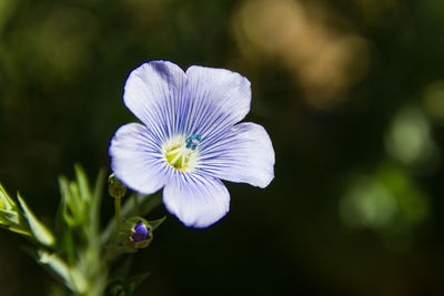 Close-up of purple flowering plant