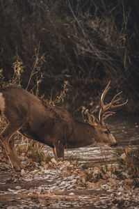 Side view of deer in forest