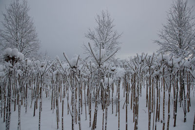Bare trees against clear sky during winter