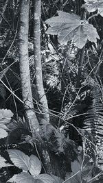 Leaves on tree trunk