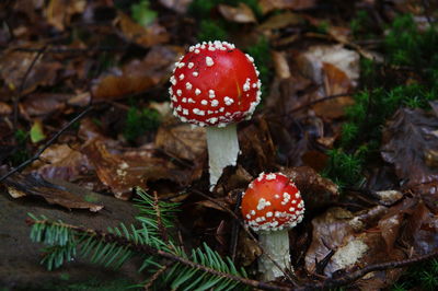 Close-up of fly agaric mushroom on field