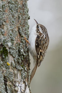 Close-up of a bird perching on tree trunk