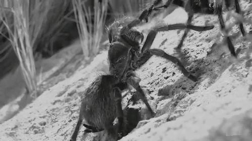 Close-up of a bird on snow