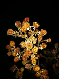 Close-up of flowers against black background