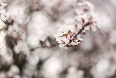 Close-up of cherry blossoms on tree