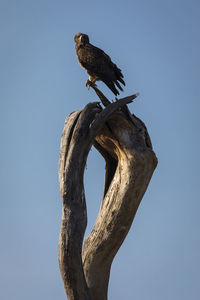 Low angle view of eagle perching on tree against sky