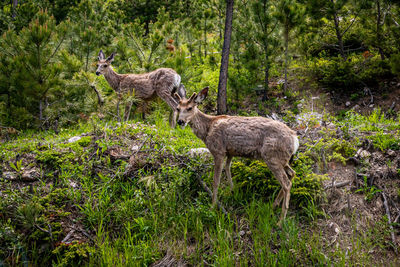 Deer standing in a forest