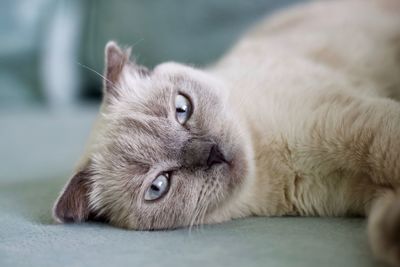 Close-up portrait of color-point scottish fold cat