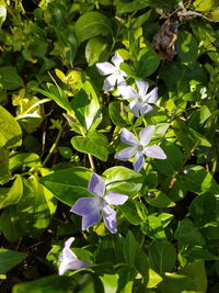 Close-up of flowers growing on plant