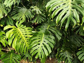 Full frame shot of fresh green tree