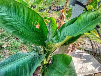 High angle view of green leaves on field