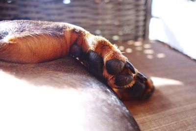 Close-up of dog sleeping