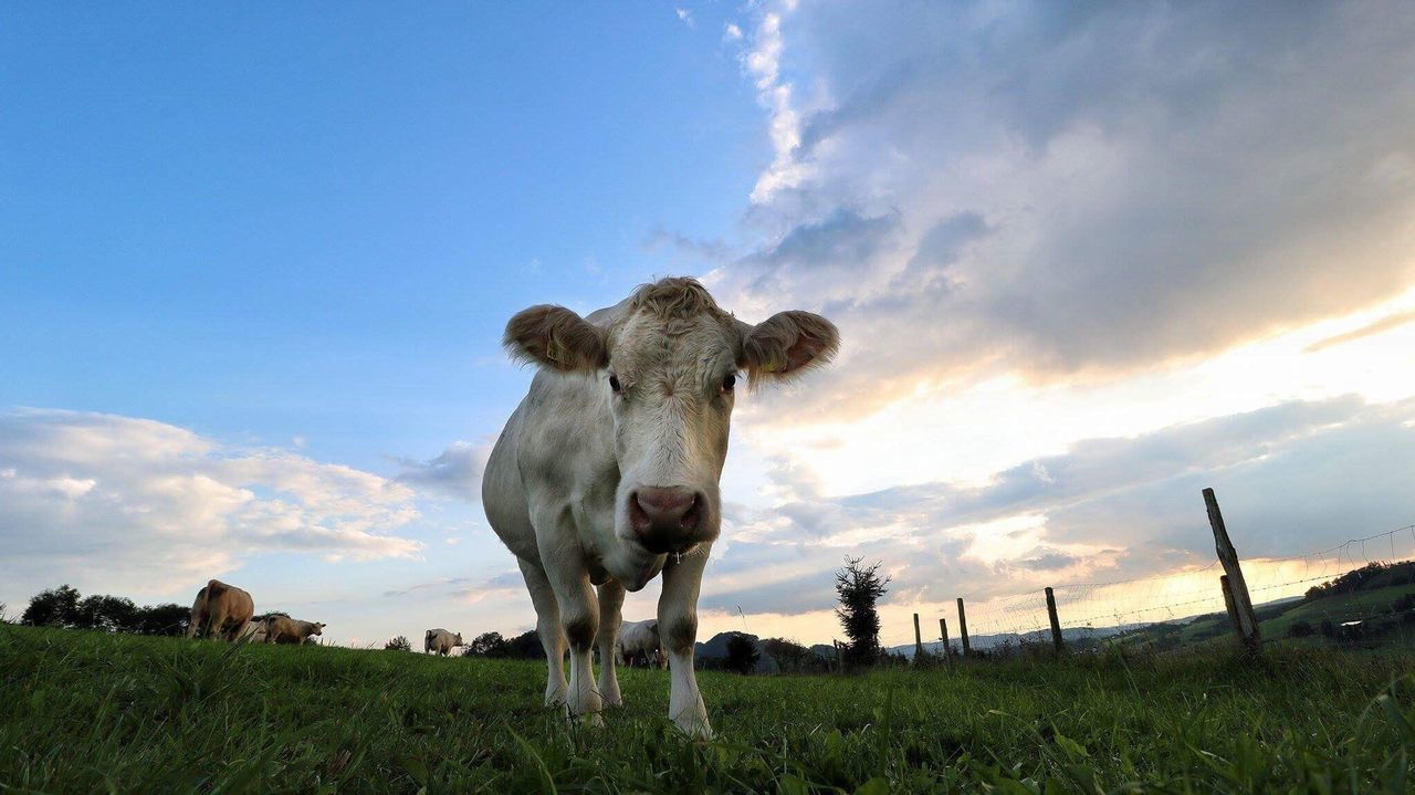 COWS STANDING ON FIELD AGAINST SKY