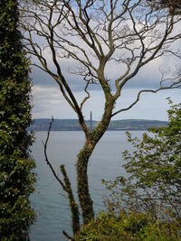 Bare tree by plants against sky