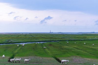 Flock of sheep grazing in field