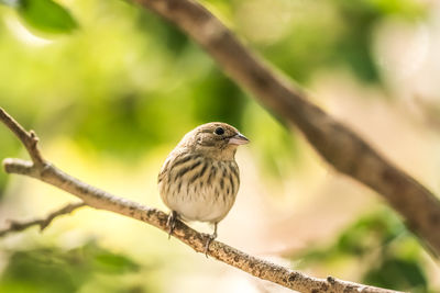 Close-up of bird perching on branch