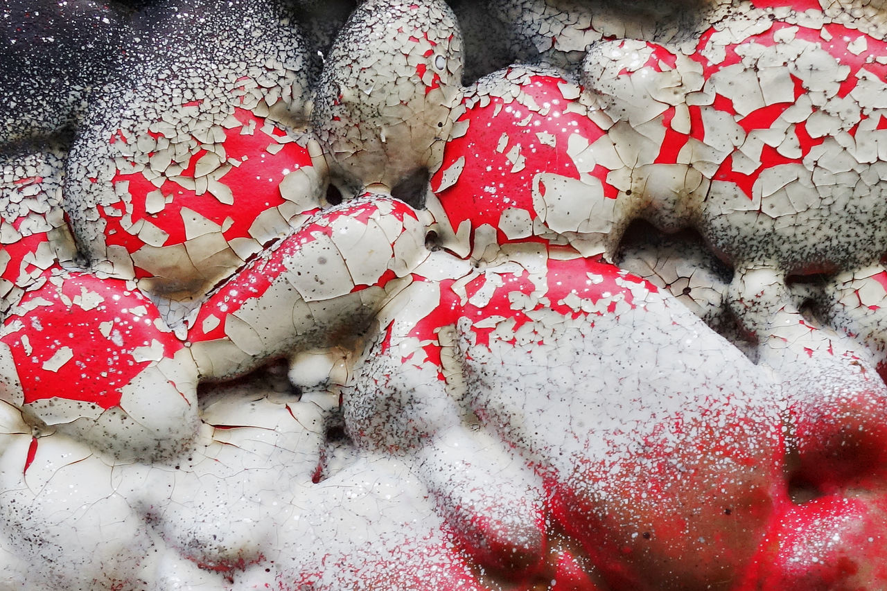 FULL FRAME SHOT OF RED BERRIES ON PLANT