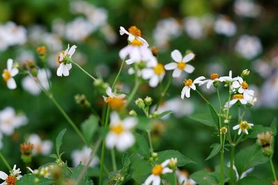 Close-up of white flowering plants on field