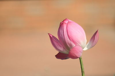 Close-up of pink water lily