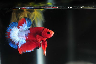 Fish swimming in aquarium