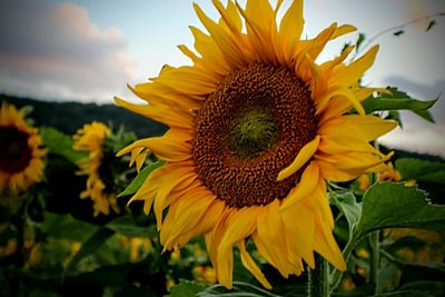 Close-up of sunflower