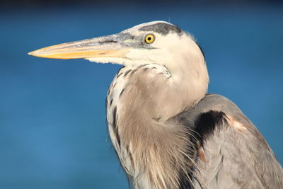 Close-up of heron outdoors