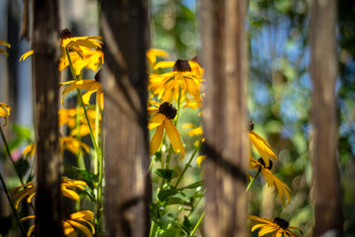 Close-up of bee pollinating on yellow flower blooming outdoors