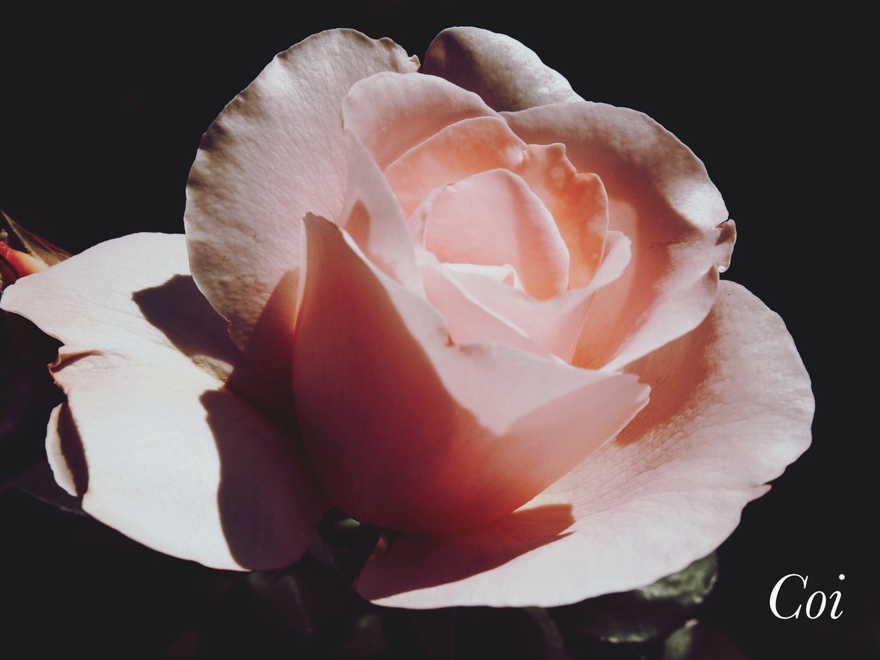 flower, petal, flower head, fragility, freshness, beauty in nature, close-up, rose - flower, black background, single flower, blooming, growth, nature, studio shot, white color, in bloom, focus on foreground, rose, no people, plant