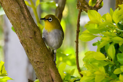Bird perching on branch