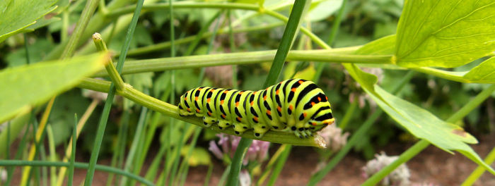 Close-up of insect on leaf